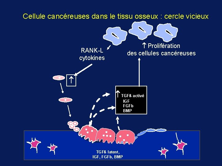 Cellule cancéreuses dans le tissu osseux : cercle vicieux Prolifération des cellules cancéreuses RANK-L