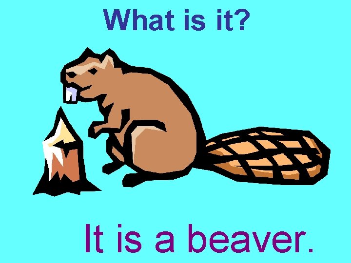 What is it? It is a beaver. 