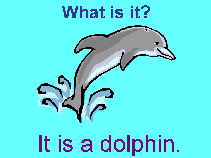 What is it? It is a dolphin. 