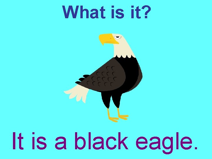 What is it? It is a black eagle. 