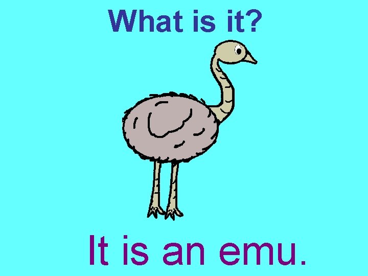 What is it? It is an emu. 