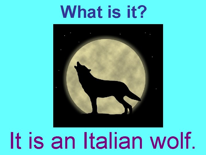 What is it? It is an Italian wolf. 