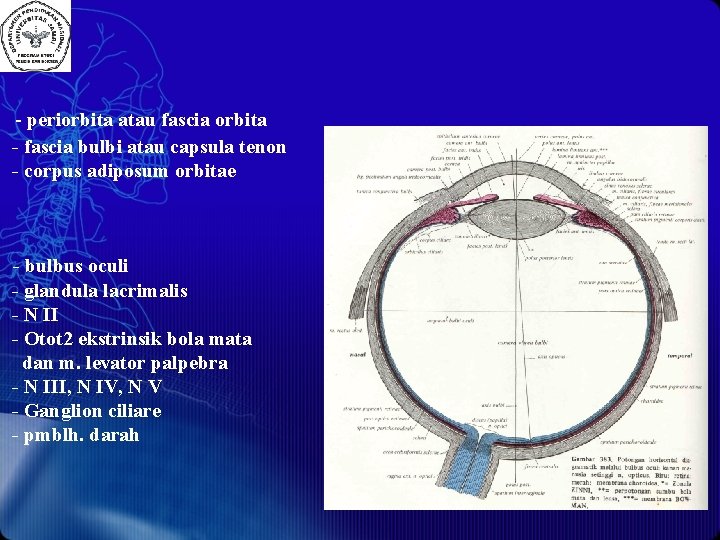 - periorbita atau fascia orbita - fascia bulbi atau capsula tenon - corpus adiposum