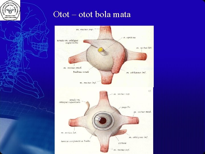 Otot – otot bola mata 