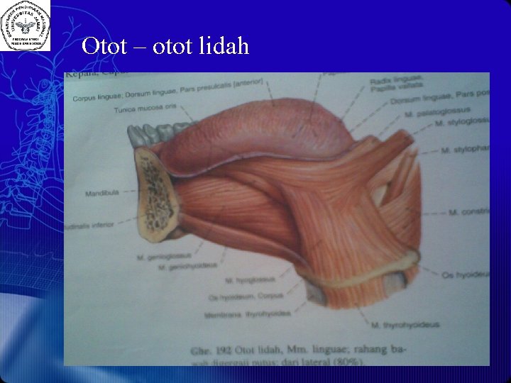Otot – otot lidah 