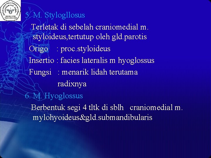5. M. Stylogllosus Terletak di sebelah craniomedial m. styloideus, tertutup oleh gld. parotis Origo