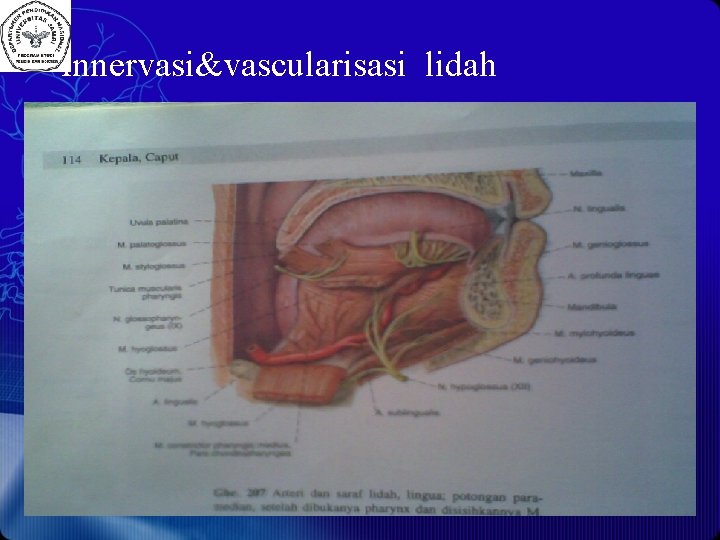 Innervasi&vascularisasi lidah 
