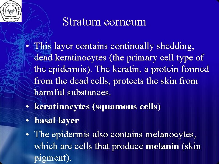 Stratum corneum • This layer contains continually shedding, dead keratinocytes (the primary cell type