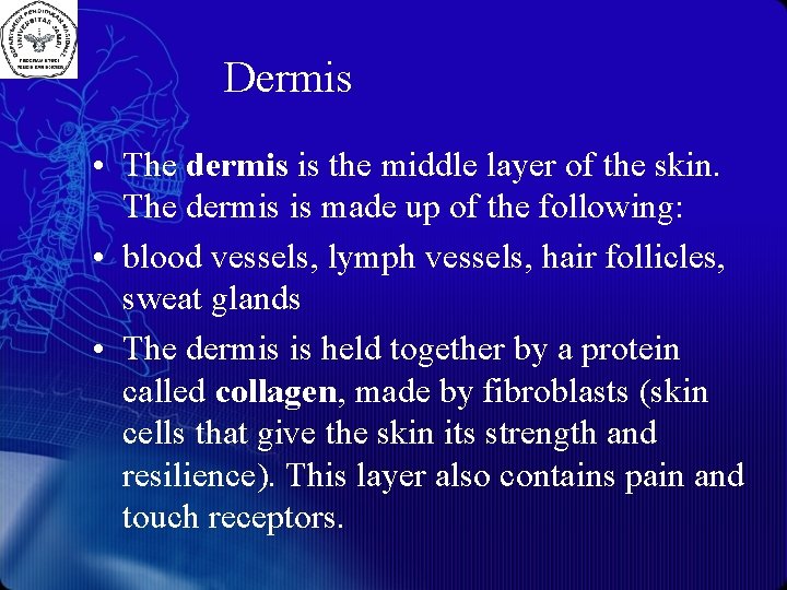 Dermis • The dermis is the middle layer of the skin. The dermis is