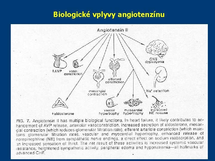 Biologické vplyvy angiotenzínu Biologické vplyvy angiotenzínu