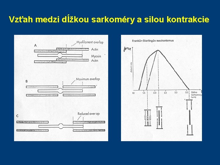 Vzťah medzi dĺžkou sarkoméry a silou kontrakcie Vzťah medzi dĺžkou sarkoméry a silou kontrakcie