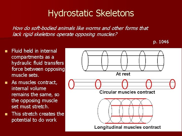 Animal Locomotion Skeletal Muscular Systems Learning Objectives 31109