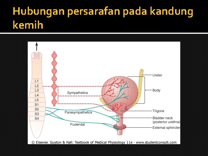 Hubungan persarafan pada kandung kemih 