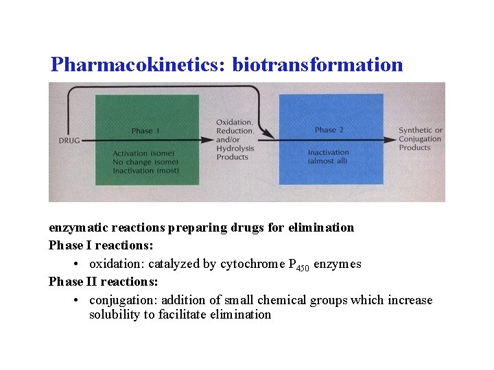Pharmacokinetics: biotransformation enzymatic reactions preparing drugs for elimination Phase I reactions: • oxidation: catalyzed