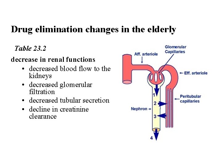 Drug elimination changes in the elderly Table 23. 2 decrease in renal functions •