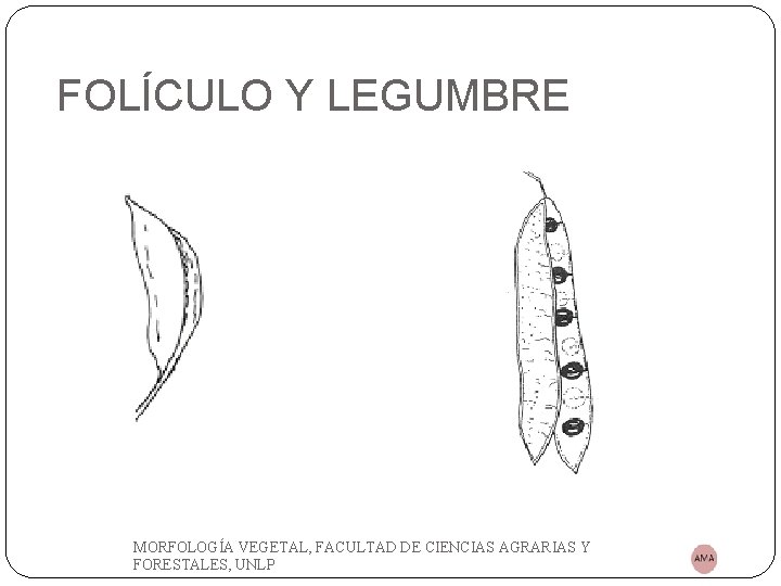FOLÍCULO Y LEGUMBRE MORFOLOGÍA VEGETAL, FACULTAD DE CIENCIAS AGRARIAS Y FORESTALES, UNLP 
