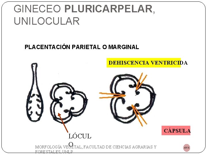 GINECEO PLURICARPELAR, UNILOCULAR PLACENTACIÓN PARIETAL O MARGINAL DEHISCENCIA VENTRICIDA LÓCUL O MORFOLOGÍA VEGETAL, FACULTAD