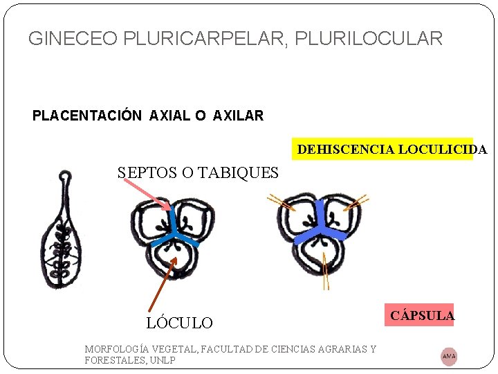 GINECEO PLURICARPELAR, PLURILOCULAR PLACENTACIÓN AXIAL O AXILAR DEHISCENCIA LOCULICIDA SEPTOS O TABIQUES LÓCULO MORFOLOGÍA