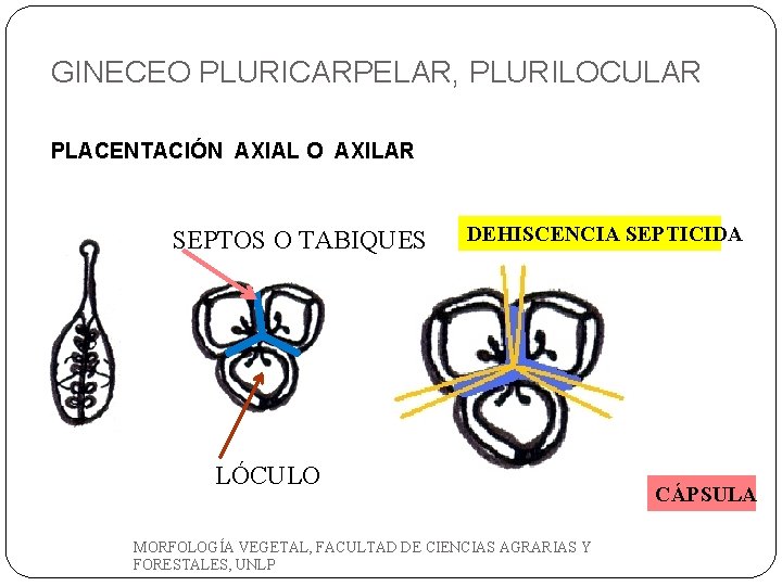 GINECEO PLURICARPELAR, PLURILOCULAR PLACENTACIÓN AXIAL O AXILAR SEPTOS O TABIQUES DEHISCENCIA SEPTICIDA LÓCULO MORFOLOGÍA