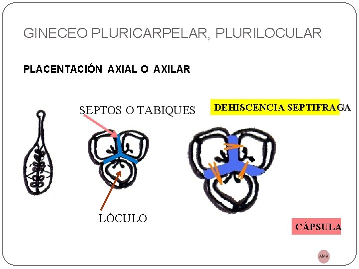 GINECEO PLURICARPELAR, PLURILOCULAR PLACENTACIÓN AXIAL O AXILAR SEPTOS O TABIQUES LÓCULO DEHISCENCIA SEPTIFRAGA CÁPSULA