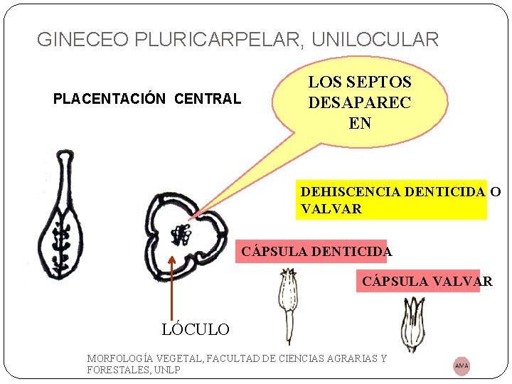 GINECEO PLURICARPELAR, UNILOCULAR PLACENTACIÓN CENTRAL LOS SEPTOS DESAPAREC EN DEHISCENCIA DENTICIDA O VALVAR CÁPSULA