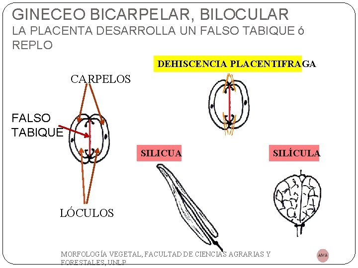 GINECEO BICARPELAR, BILOCULAR LA PLACENTA DESARROLLA UN FALSO TABIQUE ó REPLO DEHISCENCIA PLACENTIFRAGA CARPELOS