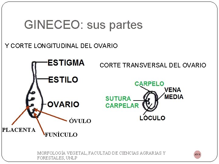 GINECEO: sus partes Y CORTE LONGITUDINAL DEL OVARIO CORTE TRANSVERSAL DEL OVARIO ÓVULO PLACENTA