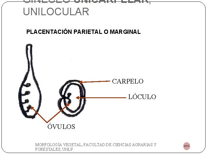 GINECEO UNICARPELAR, UNILOCULAR PLACENTACIÓN PARIETAL O MARGINAL CARPELO LÓCULO ÓVULOS MORFOLOGÍA VEGETAL, FACULTAD DE