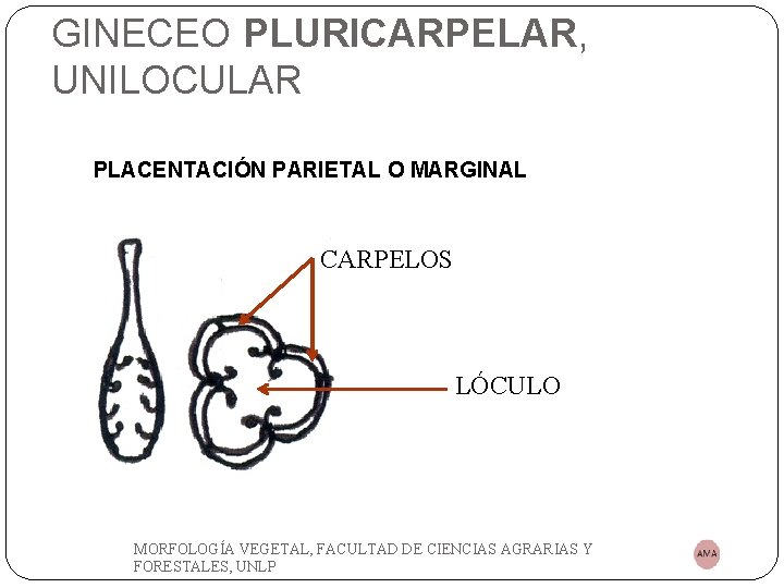GINECEO PLURICARPELAR, UNILOCULAR PLACENTACIÓN PARIETAL O MARGINAL CARPELOS LÓCULO MORFOLOGÍA VEGETAL, FACULTAD DE CIENCIAS