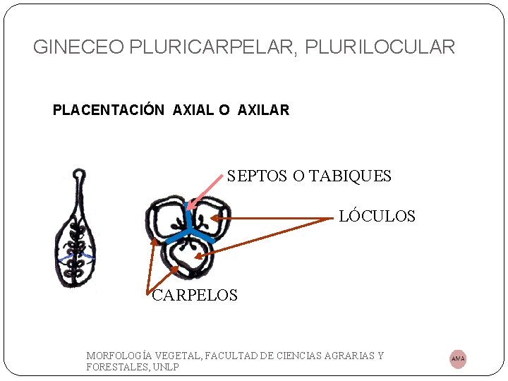 GINECEO PLURICARPELAR, PLURILOCULAR PLACENTACIÓN AXIAL O AXILAR SEPTOS O TABIQUES LÓCULOS CARPELOS MORFOLOGÍA VEGETAL,