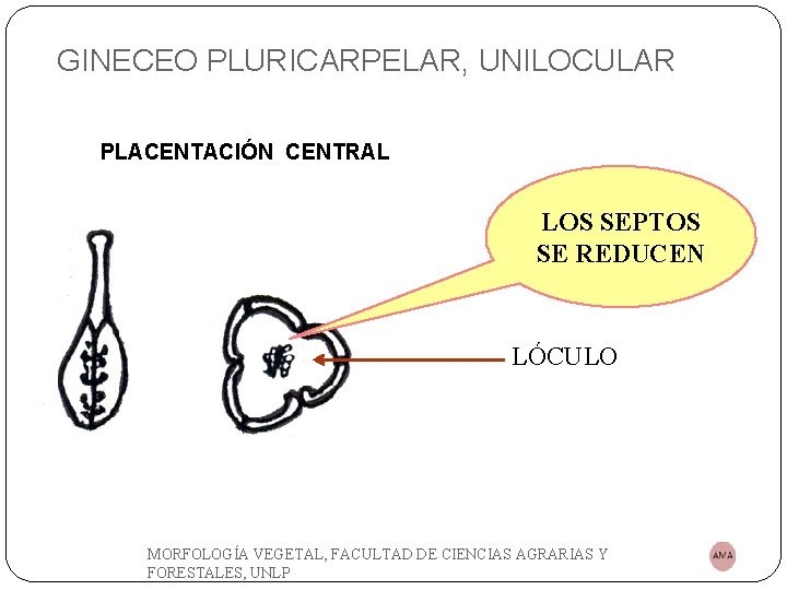 GINECEO PLURICARPELAR, UNILOCULAR PLACENTACIÓN CENTRAL LOS SEPTOS SE REDUCEN LÓCULO MORFOLOGÍA VEGETAL, FACULTAD DE