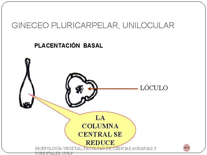GINECEO PLURICARPELAR, UNILOCULAR PLACENTACIÓN BASAL LÓCULO LA COLUMNA CENTRAL SE REDUCE MORFOLOGÍA VEGETAL, FACULTAD