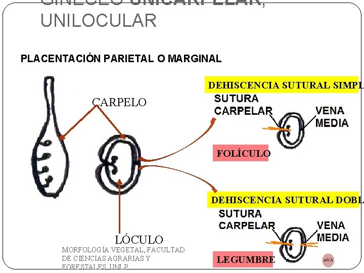 GINECEO UNICARPELAR, UNILOCULAR PLACENTACIÓN PARIETAL O MARGINAL DEHISCENCIA SUTURAL SIMPL CARPELO FOLÍCULO DEHISCENCIA SUTURAL