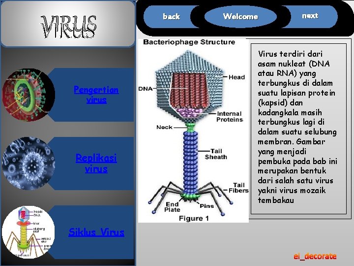 VIRUS Pengertian virus Replikasi virus Siklus Virus back Welcome next Virus terdiri dari asam