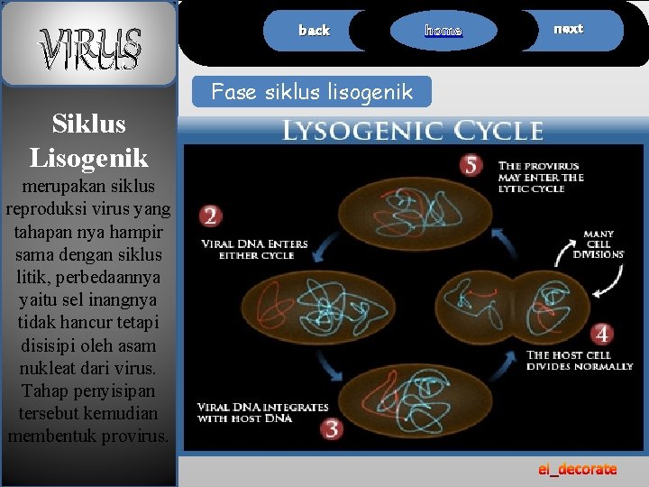 VIRUS back Fase siklus lisogenik Siklus Lisogenik merupakan siklus reproduksi virus yang tahapan nya
