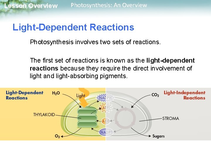 Lesson Overview Photosynthesis: An Overview Light-Dependent Reactions Photosynthesis involves two sets of reactions. The