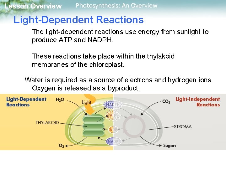 Lesson Overview Photosynthesis: An Overview Light-Dependent Reactions The light-dependent reactions use energy from sunlight