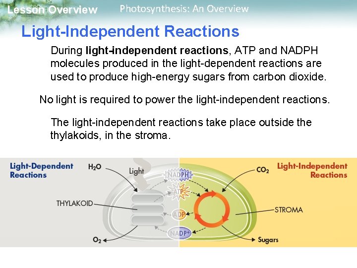 Lesson Overview Photosynthesis: An Overview Light-Independent Reactions During light-independent reactions, ATP and NADPH molecules