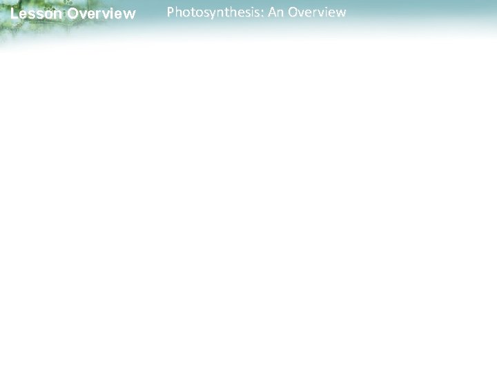 Lesson Overview Photosynthesis: An Overview 