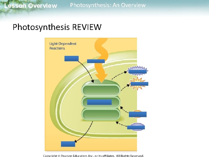 Lesson Overview Photosynthesis: An Overview Photosynthesis REVIEW 