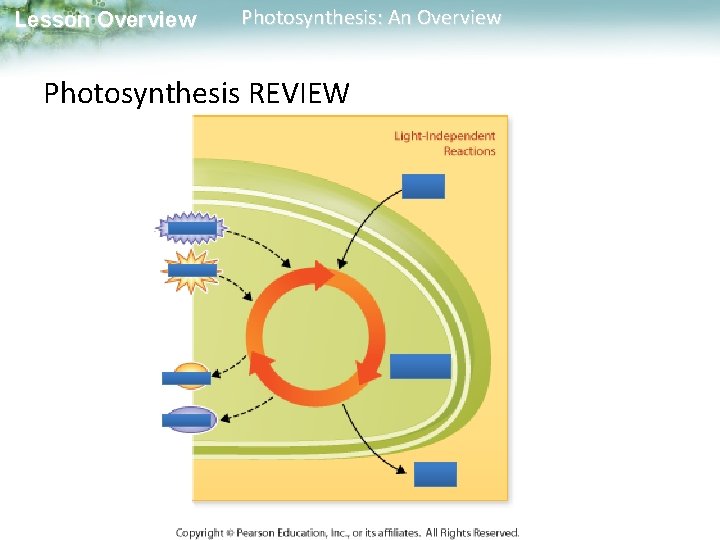 Lesson Overview Photosynthesis: An Overview Photosynthesis REVIEW 