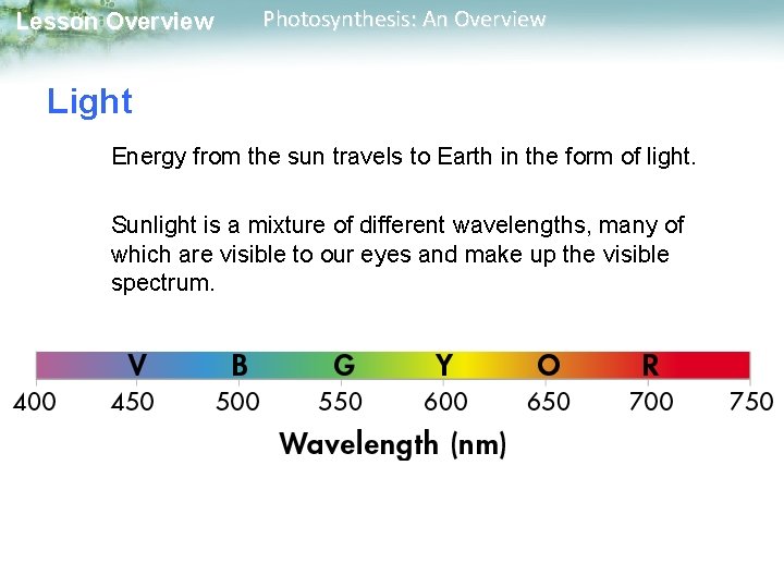 Lesson Overview Photosynthesis: An Overview Light Energy from the sun travels to Earth in