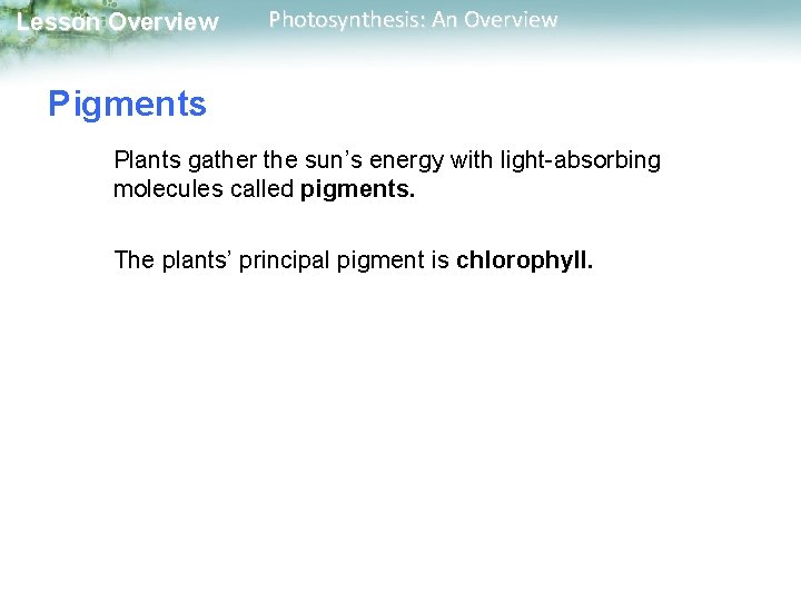 Lesson Overview Photosynthesis: An Overview Pigments Plants gather the sun’s energy with light-absorbing molecules