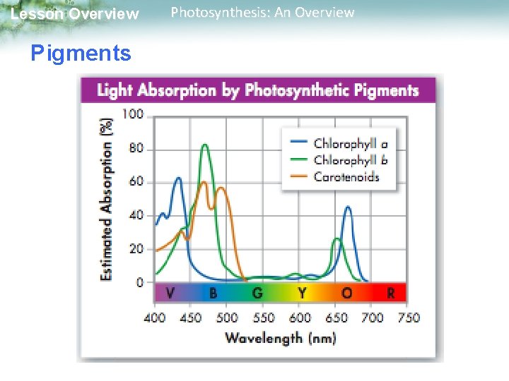 Lesson Overview Pigments Photosynthesis: An Overview 