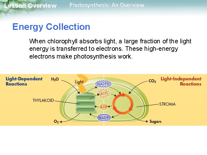 Lesson Overview Photosynthesis: An Overview Energy Collection When chlorophyll absorbs light, a large fraction