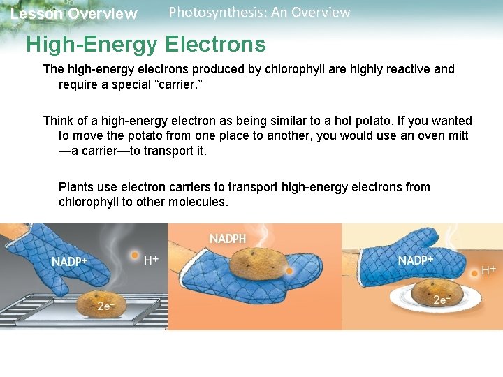 Lesson Overview Photosynthesis: An Overview High-Energy Electrons The high-energy electrons produced by chlorophyll are