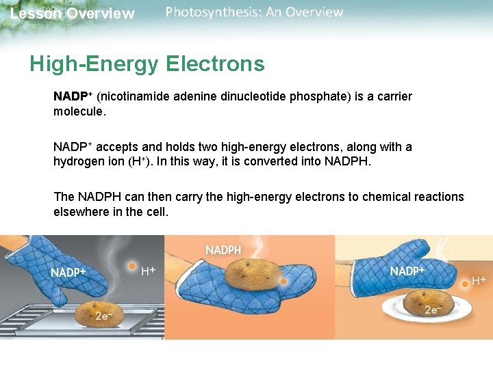 Lesson Overview Photosynthesis: An Overview High-Energy Electrons NADP+ (nicotinamide adenine dinucleotide phosphate) is a