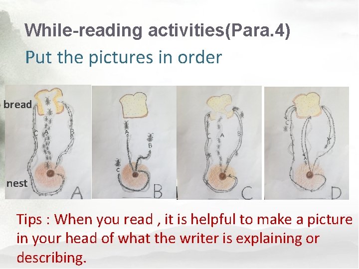 While-reading activities(Para. 4) Put the pictures in order bread nest Tips : When you