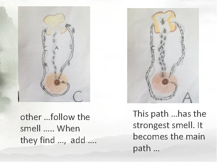 other …follow the smell …. . When they find …, add …. This path