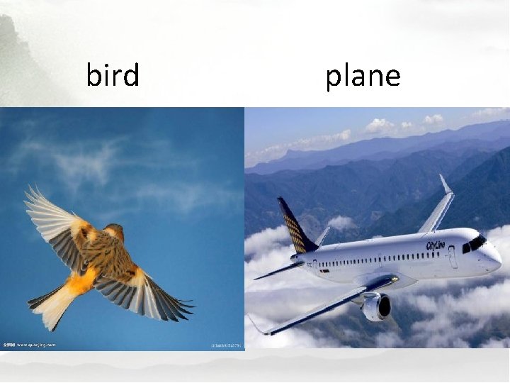 bird plane 